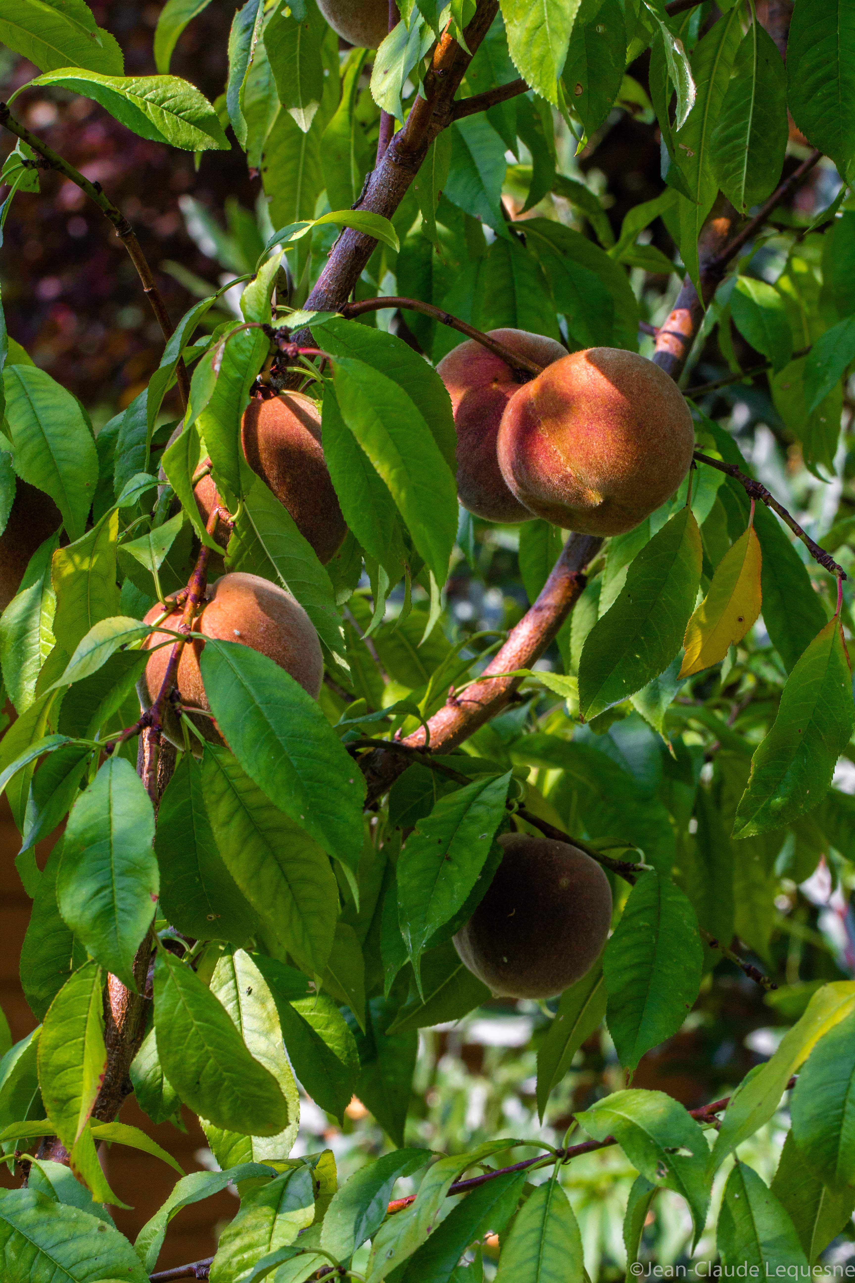 Pêche de vigne